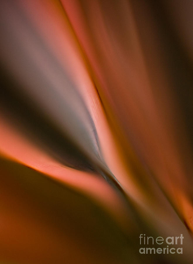 Abstract Photograph - Fluid Grass Blades by Mike Reid
