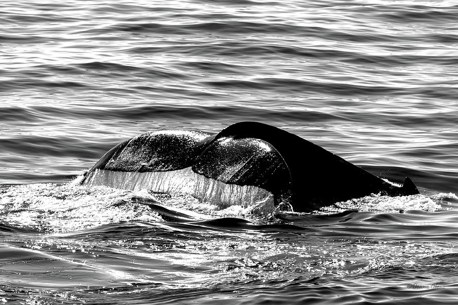 Fluke Cascade black and white Photograph by Deana Glenz