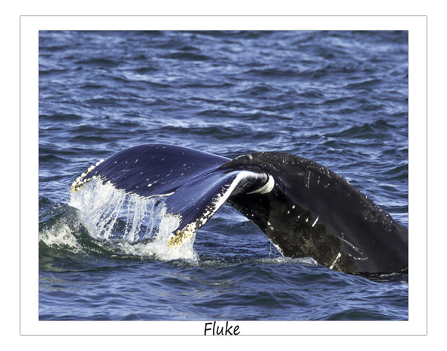 Nature Photograph - Fluke by Pete Federico Nature Photograph - Fluke by Pete Federico