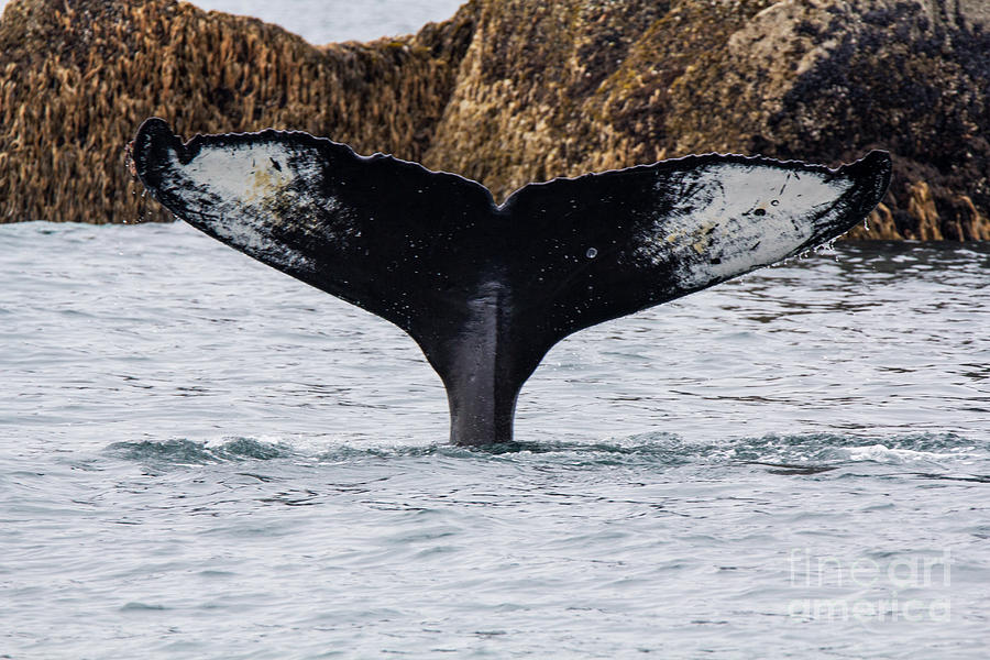 Whale Photograph - Fluke by Robert Pilkington