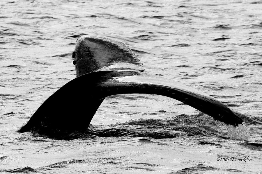 Flukes in Black and White Photograph by Deana Glenz