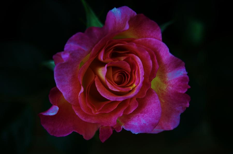 Flower Photograph - Fluorescence by Helen Carson
