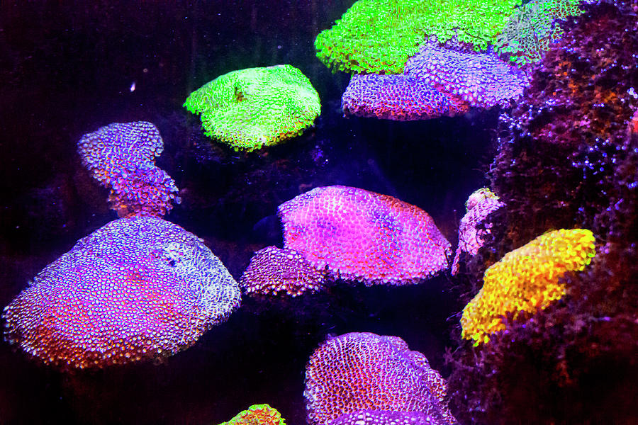 Fish Photograph - Fluorescent Corals by Miroslava Jurcik
