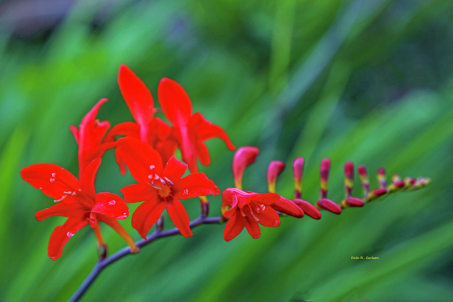 Fluorescent Red Photograph by Dale R Carlson
