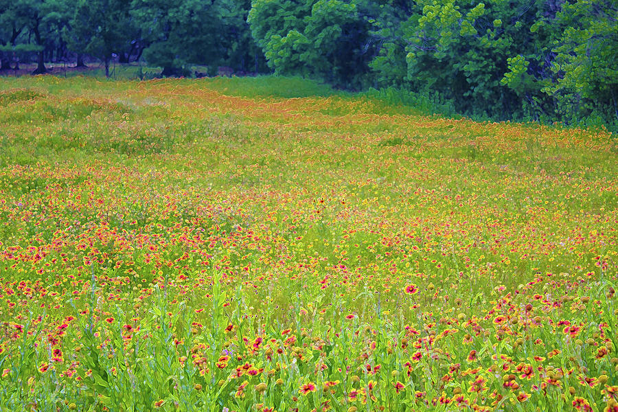 Flush With Flowers by Pamela Showalter Flush With Flowers by Pamela Showalter