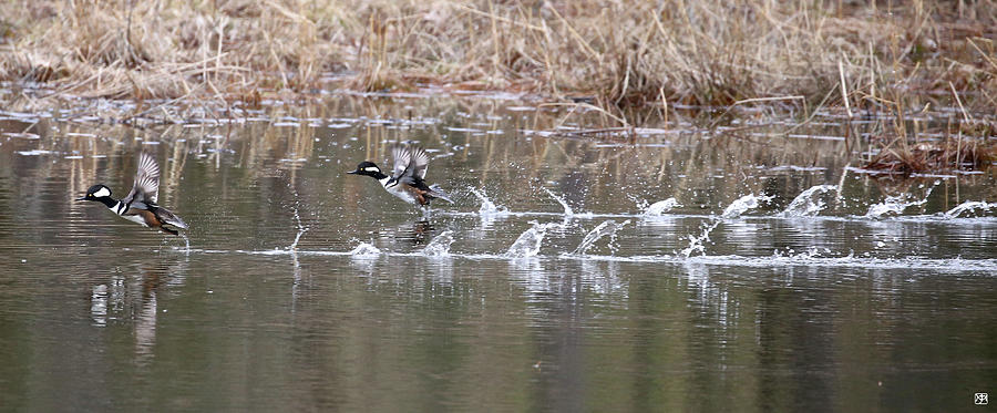 Flushing a Pair of Hooded Mergansers Photograph by John Meader