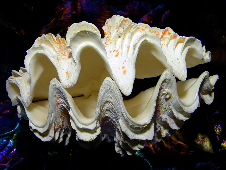 Fluted Giant Clam Shell Photograph by Frank Wilson