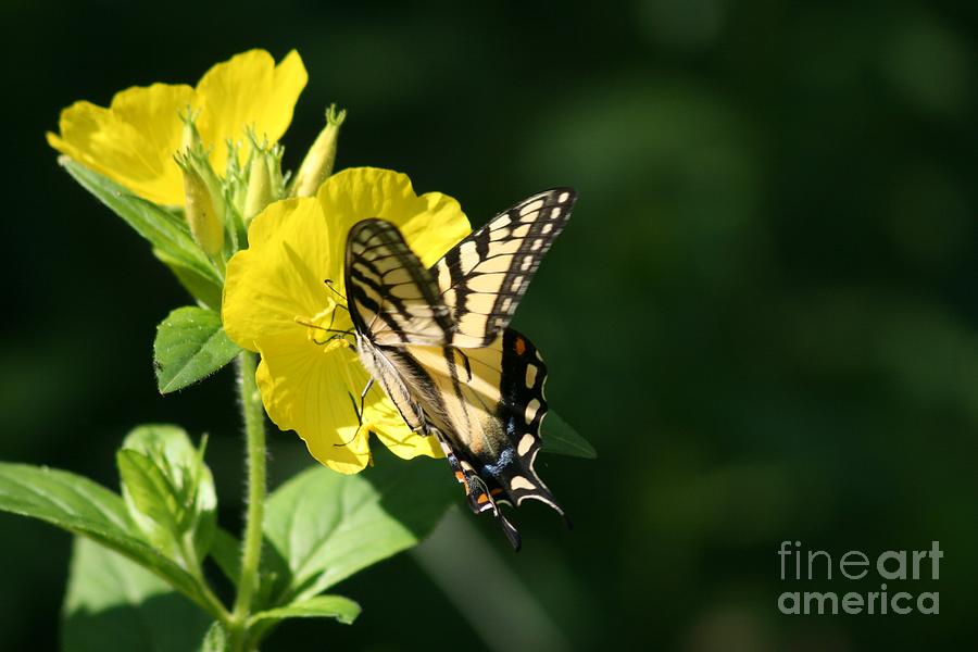 Fluted Swallowtail Butterfly Photograph by Sandra Huston