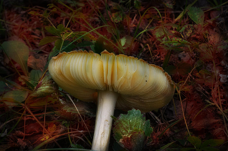Mushroom Photograph - Fluted Treasure by Sue Capuano