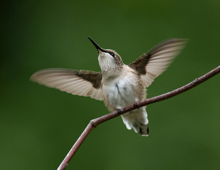 Hummingbird Photograph - Flutter by Bud Hensley