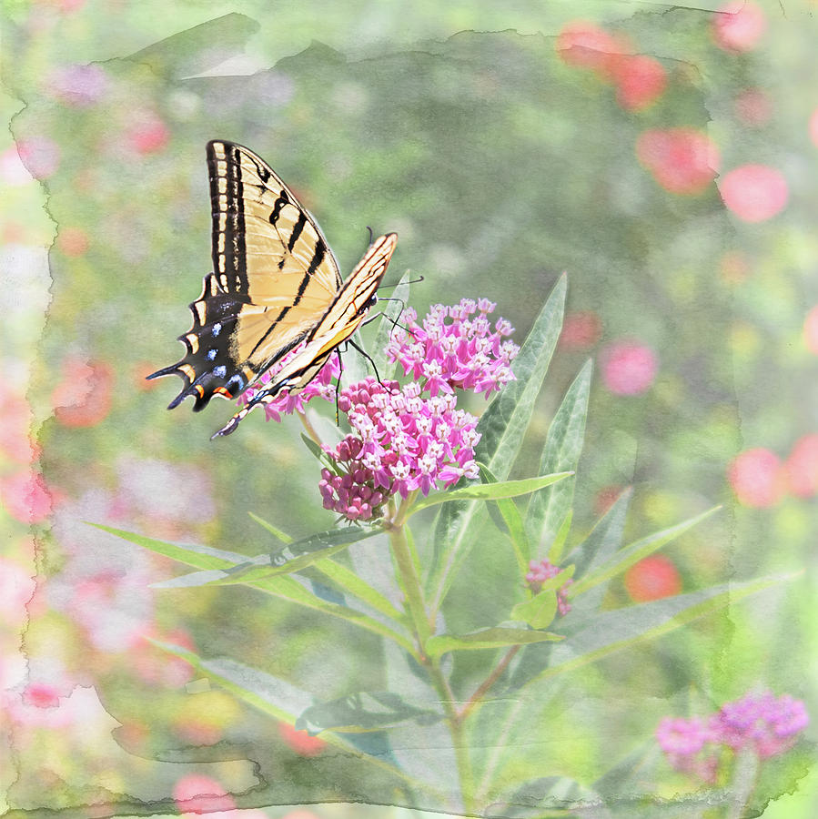 Flutter By Photograph by Jennifer Grossnickle