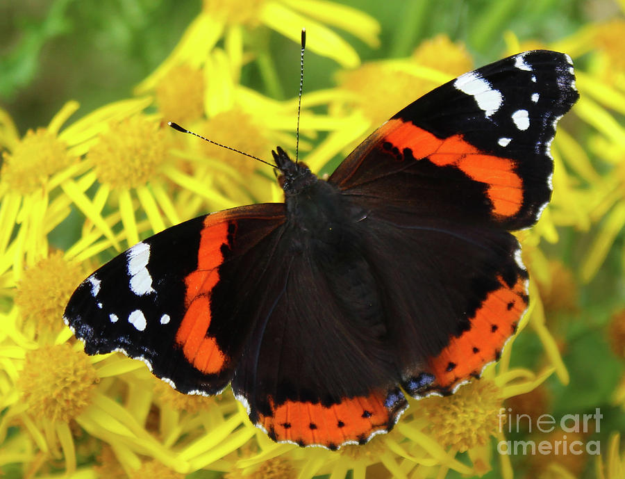 Red Admiral Flutter Donegal Photograph by Eddie Barron