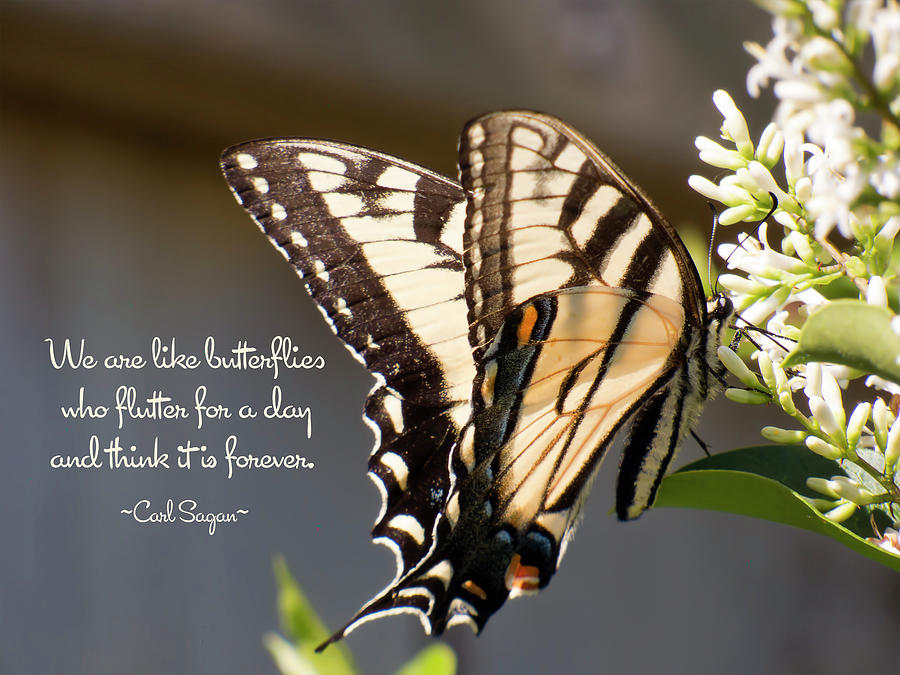 Flutter Forever Photograph by Leslie Montgomery