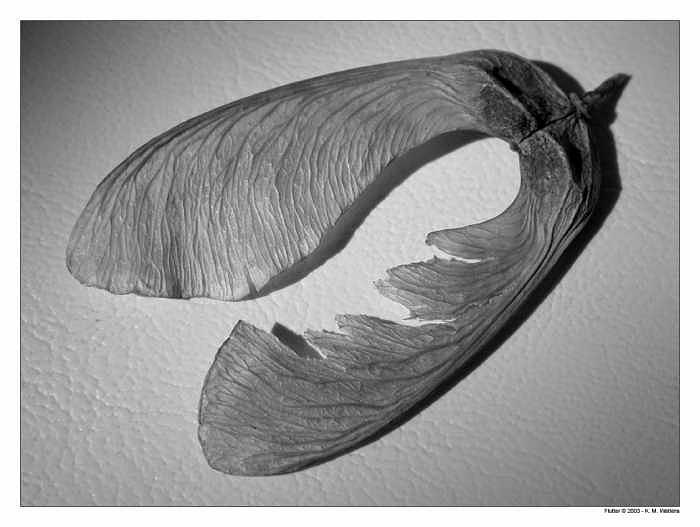 Flutter Photograph - Flutter by Kate Watkins Flutter Photograph - Flutter by Kate Watkins