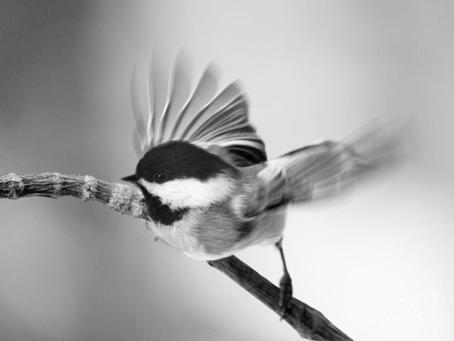 Flutter Of A Chickadees Wing Photograph by Dorothy Lee