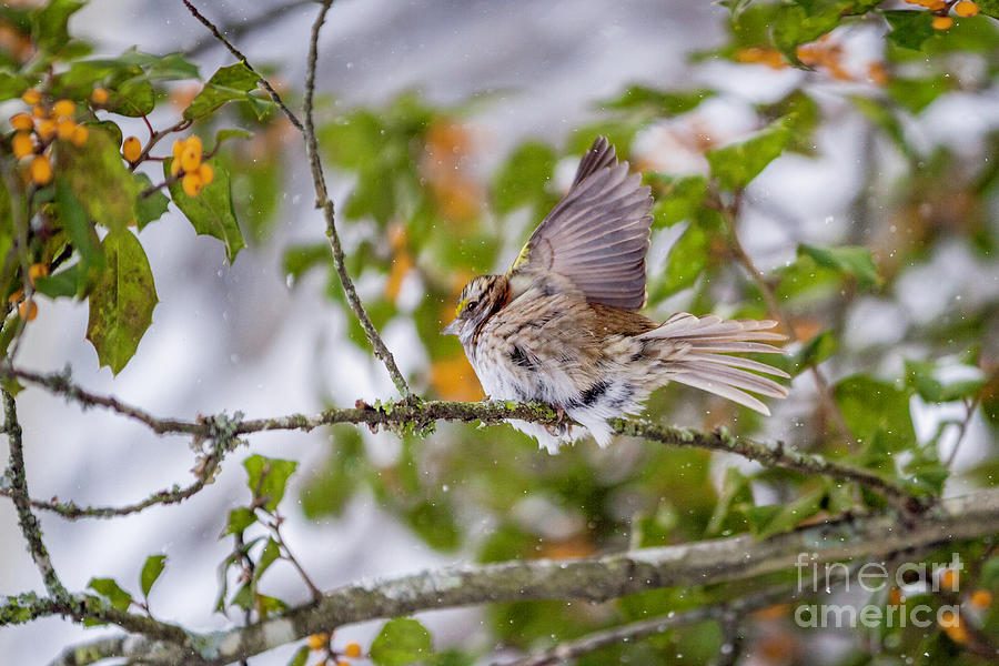 Flutter Winged White Throated Sparrow Photograph by Karen Jorstad