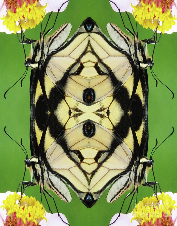 Flutterbug 2 Digital Art by Lizi Beard-Ward