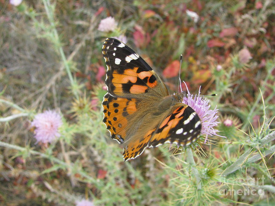 Red Rock Nevada Photograph - Flutterby by Kristina Mull