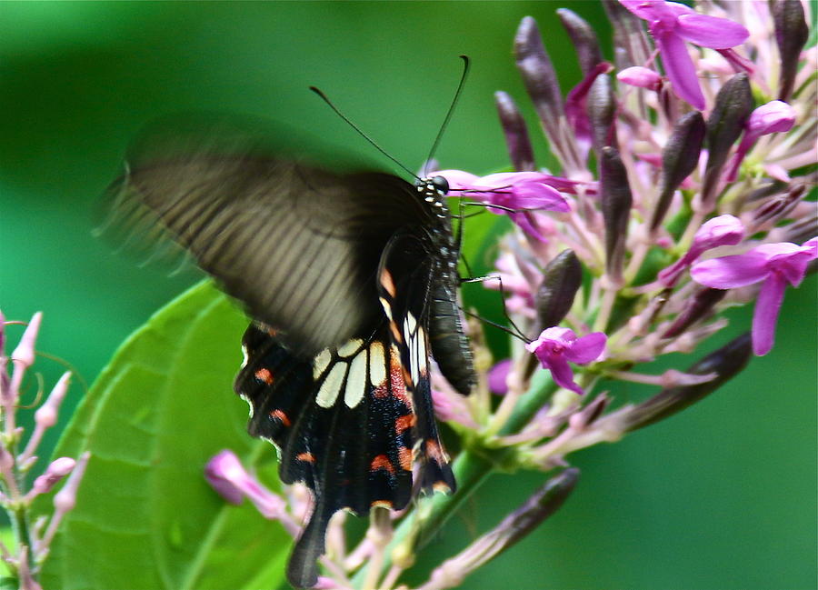 Fluttering Butterfly Photograph by Denise Mazzocco - Fine Art America