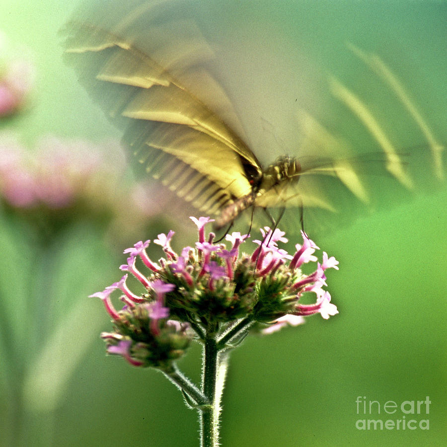 Fluttering Butterfly Photograph by Heiko Koehrer-Wagner