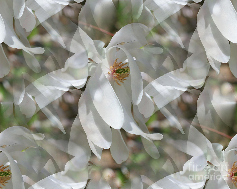 Fluttering Magnolia Petals Photograph by Smilin Eyes Treasures