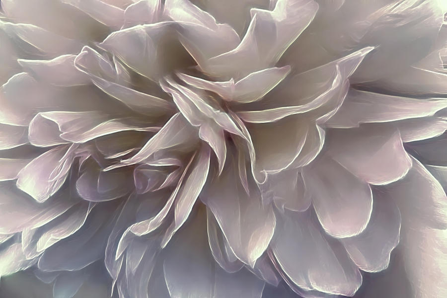 Flowers Still Life Photograph - Fluttering Peony by Darlene Kwiatkowski