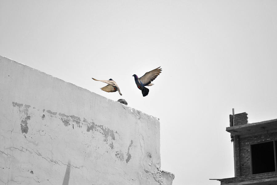 Fluttering pigeons Photograph by Sumit Mehndiratta
