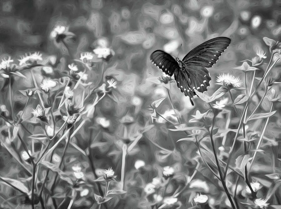 Fluttering Swallowtail bw Photograph by Steve Harrington | Fine Art America