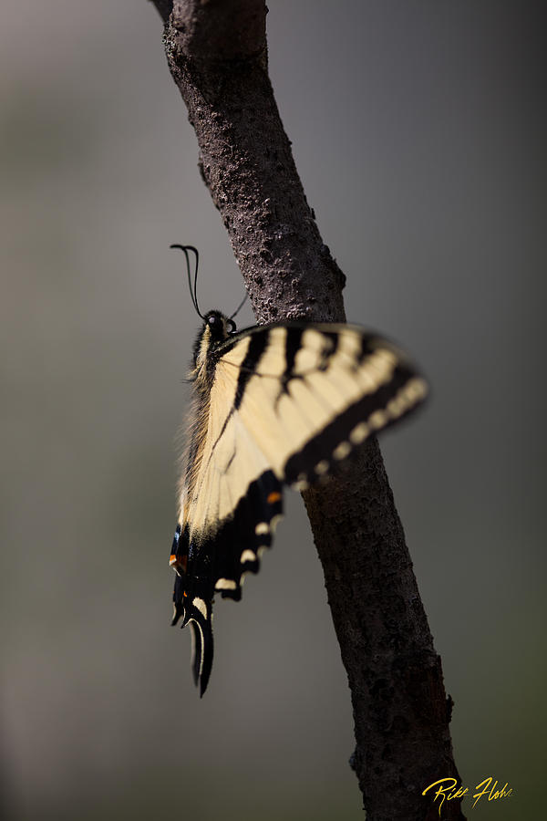 Fluttering Swallowtail Photograph by Rikk Flohr