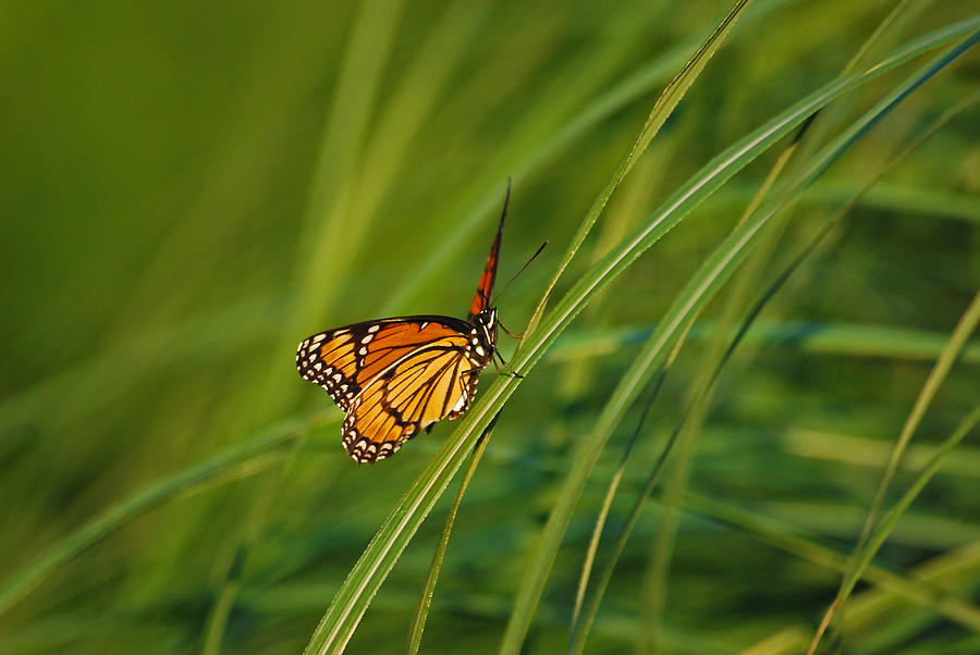 Fluttering Through the Summer Grass Photograph by Lori Tambakis