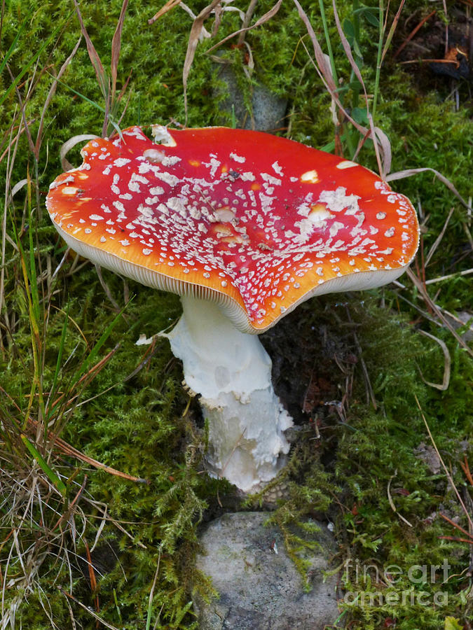 Fly Agaric - Amanita muscaria Photograph by Phil Banks