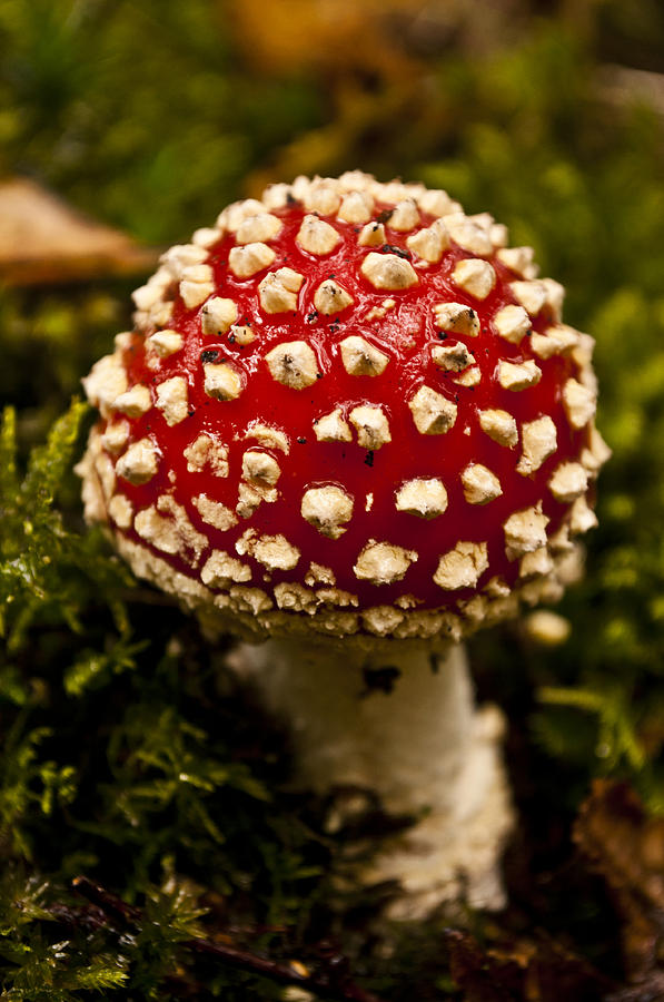 Fly Agaric by David Isaacson Fly Agaric by David Isaacson