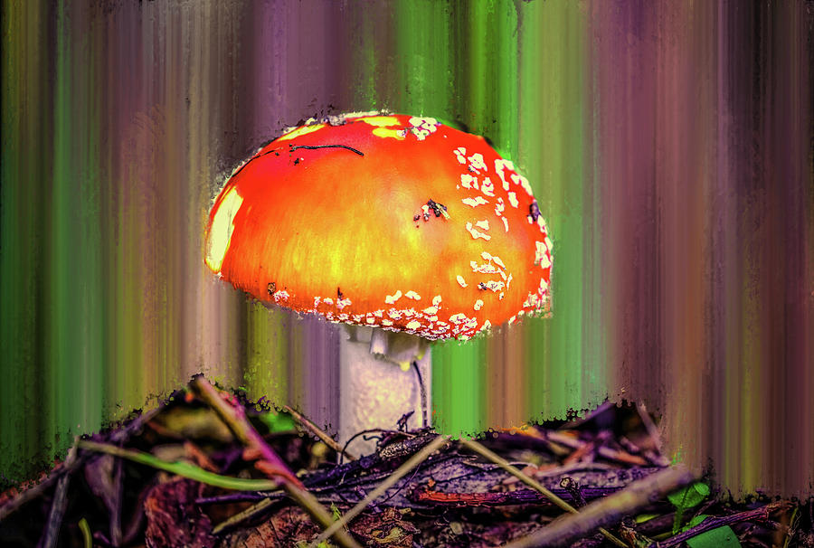 Mushroom Photograph - Fly Agaric #g7 by Leif Sohlman