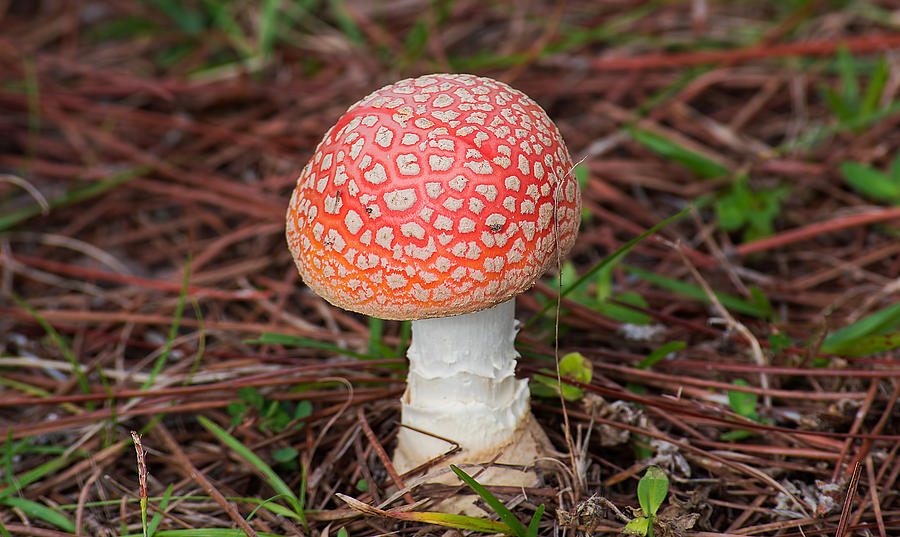 Fly Agaric Mushroom Photograph by Kenneth Albin