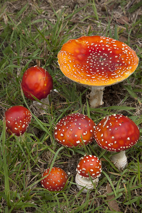 Fly Agaric On The Little River Photograph by Colin Monteath