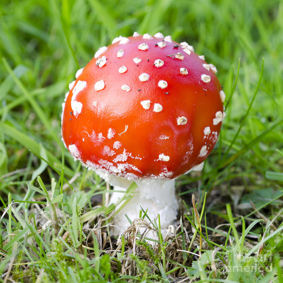 Fly agaric square Photograph by Steev Stamford