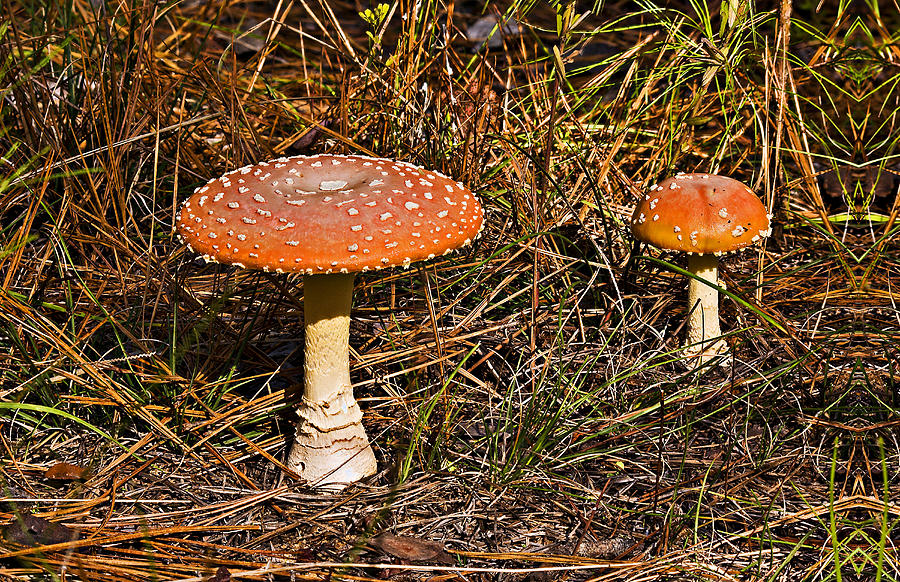 Fly Agaric Toadstool II Photograph by Michael Whitaker