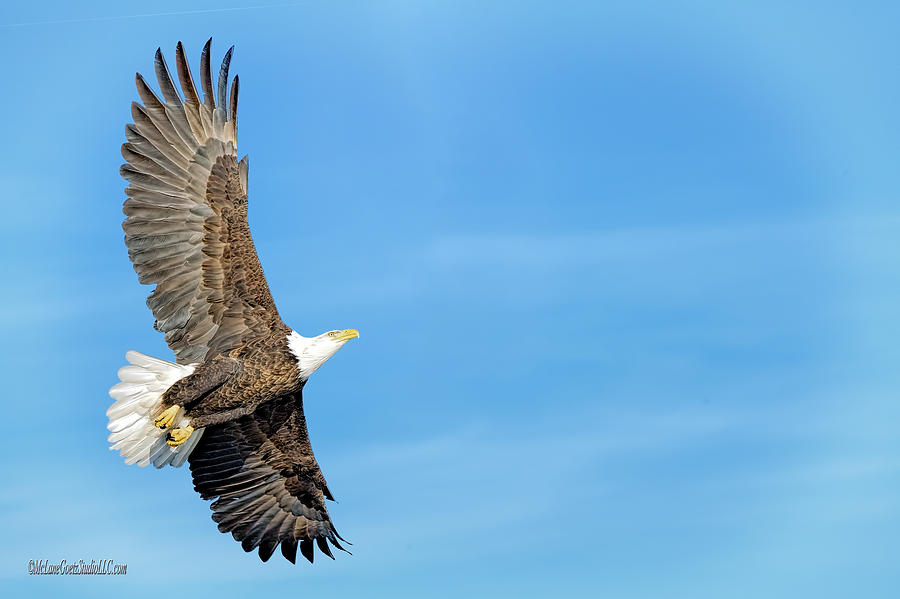 Fly American Bald Eagle Photograph by LeeAnn McLaneGoetz McLaneGoetzStudioLLCcom