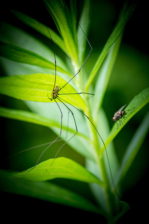 Insects Photograph - Fly and the Spider by Chris Bordeleau