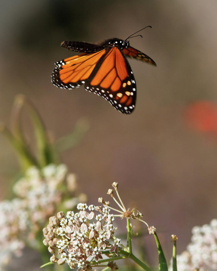 Fly away - Monarch Butterfly Photograph by Carl Jackson