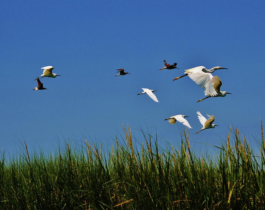 Fly Away, A Group of Egrets Take flight from a Marshy area in the Indian River Bay Photograph by Billy Beck