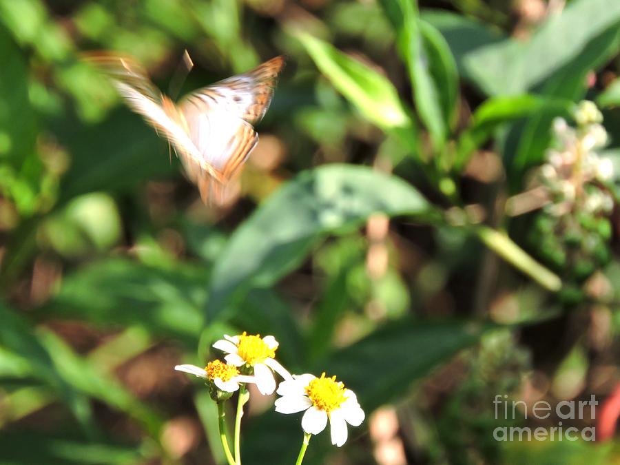 Fly Away Photograph by Beth Williams | Fine Art America