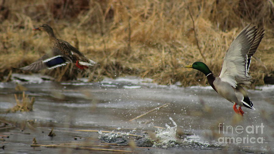 Fly Away Ducks Photograph by Erick Schmidt