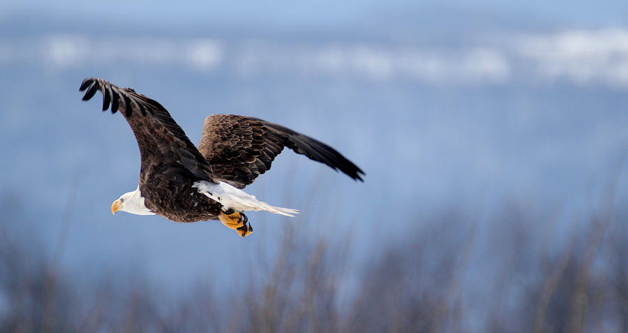 Fly Away Eagle Photograph by Brook Burling