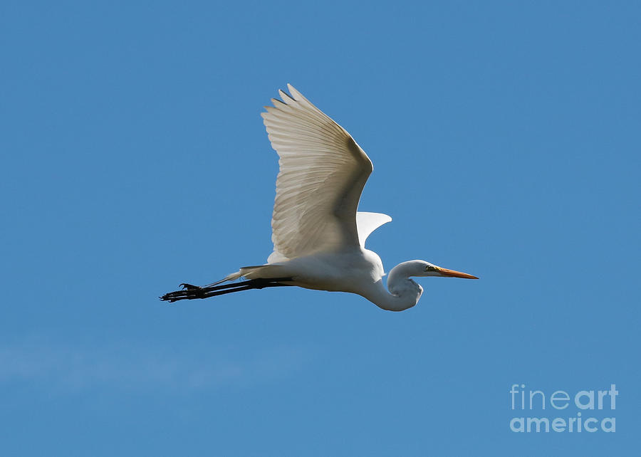 Fly Away Egret Photograph by Carol Groenen