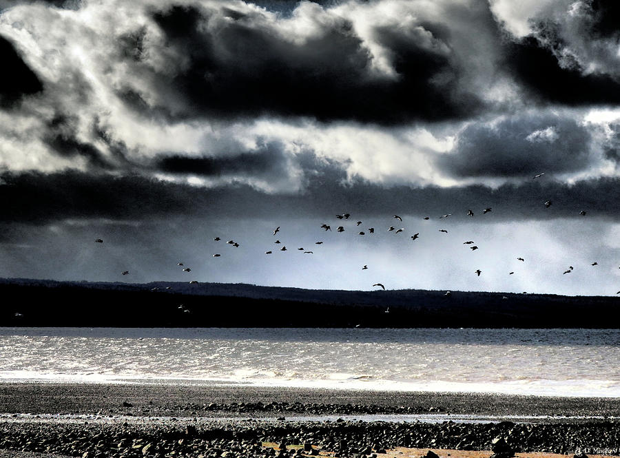 Fly Away Home - A Storms Coming Photograph by Celtic Artist Angela Dawn MacKay