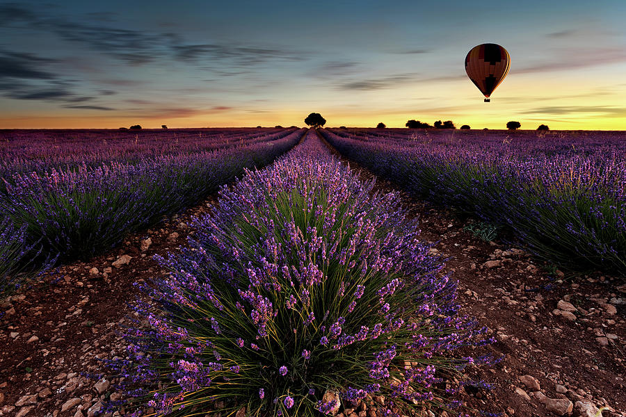 Fly away Photograph by Jorge Maia