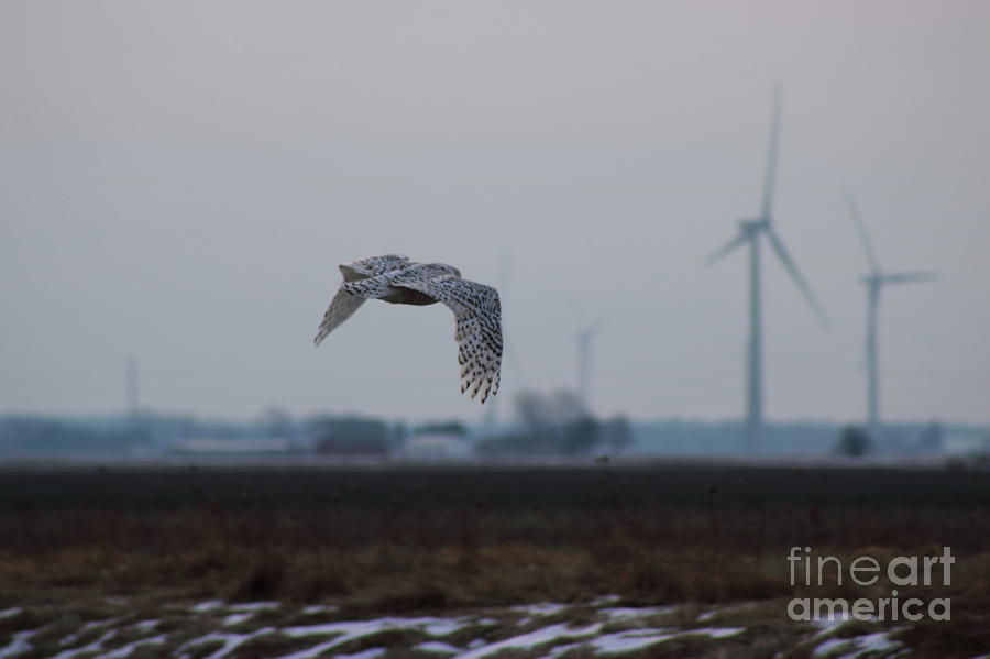 Fly Away Snow Owl Photograph by Erick Schmidt