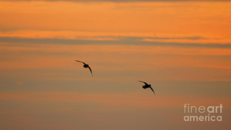 Fly Away Sunset Photograph by Erick Schmidt