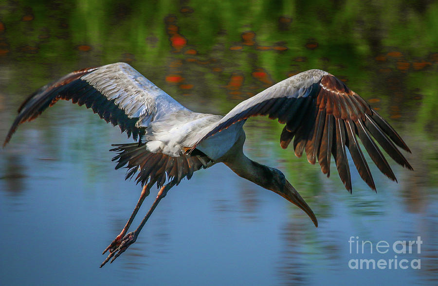 Fly-Away Wood Stork Photograph by Tom Claud